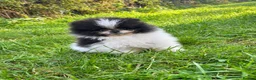 Pomeranian dogs for sale: Ready now small pomeranian puppies vaccinated in Mablethorpe - Advert 19