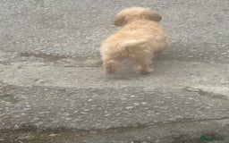Poochon dogs for sale: Beautiful cheeky poochon puppys  - Image 13