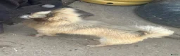 Chihuahua dogs for sale: Male creme longfur chihuahua and jackrusselterrier - Advert 20