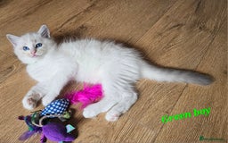 Ragdoll cats for sale: 2 Boys left Gccf £950 Ragdolls  - Image 14
