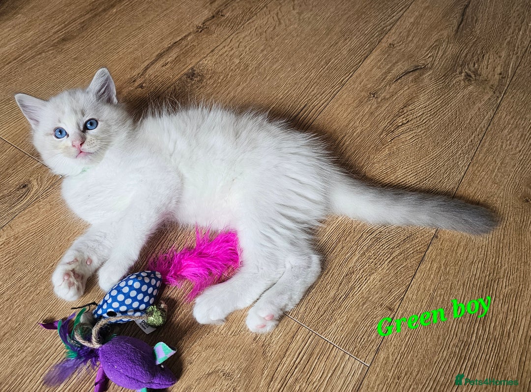 Ragdoll cats for sale: 2 Boys left Gccf £950 Ragdolls  - Image 14