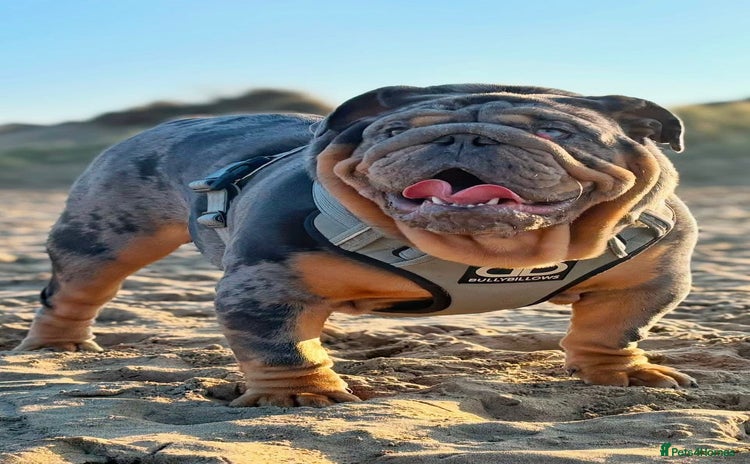 English Bulldog dogs - Advert 1