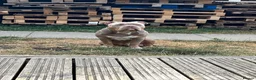 American Bully dogs for sale: Amazing ABKC pocket bully for sale - Advert 2