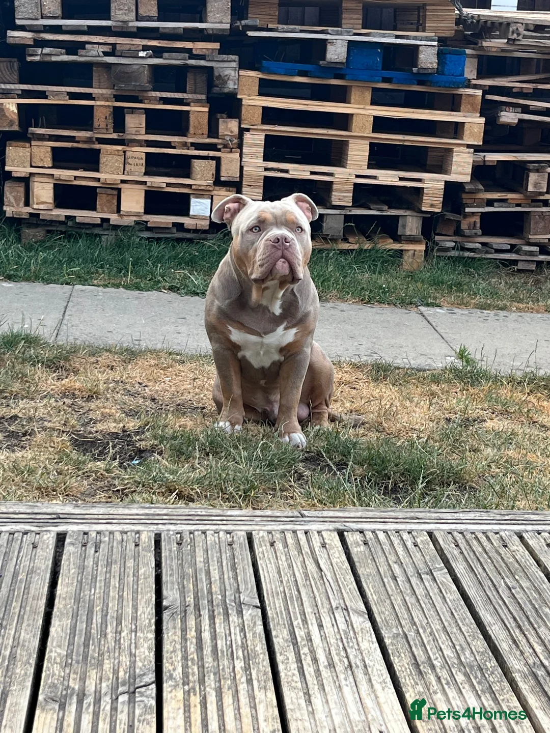 American Bully dogs for sale: Amazing ABKC pocket bully for sale - Advert 2