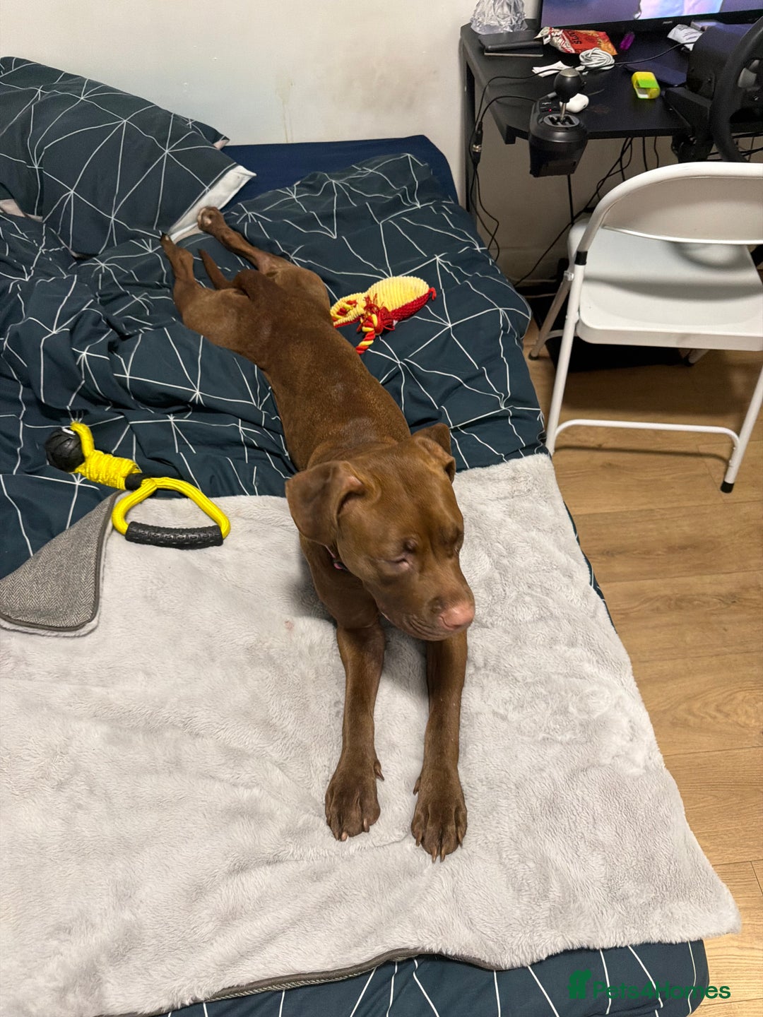 Mixed Breed dogs for sale: Free staff x lab. Please read.  - Advert 2