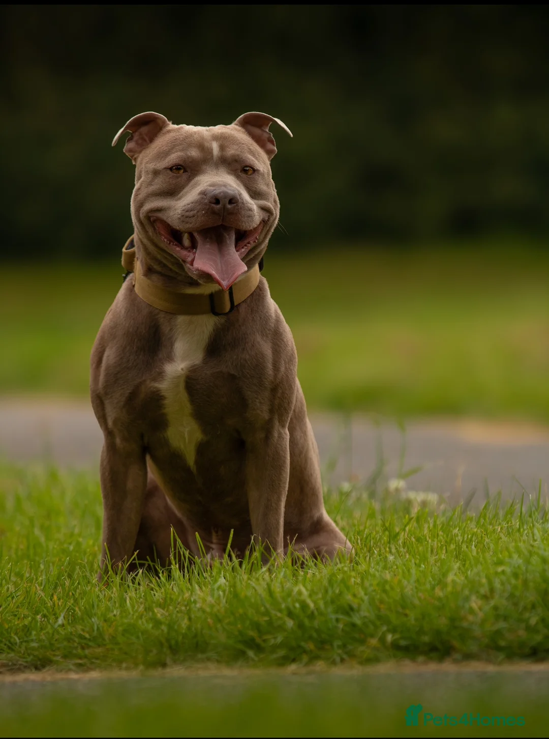 Staffordshire Bull Terrier dogs for stud: Amazing Staffordshire Bull Terrier for Stud   - Advert 6
