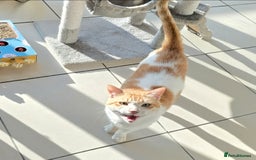 Mixed Breed cats for adoption: [Indoors only] Goofy! Adorable clingy champ! - Advert 12
