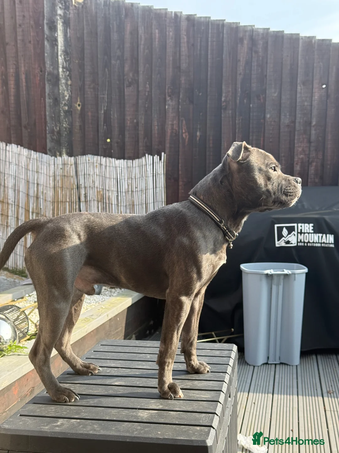 Staffordshire Bull Terrier dogs for sale: 11 month blue brindle staffy KC in Birmingham - Advert 1