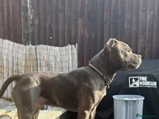 Staffordshire Bull Terrier dogs 11 month blue brindle staffy KC - Advert 3