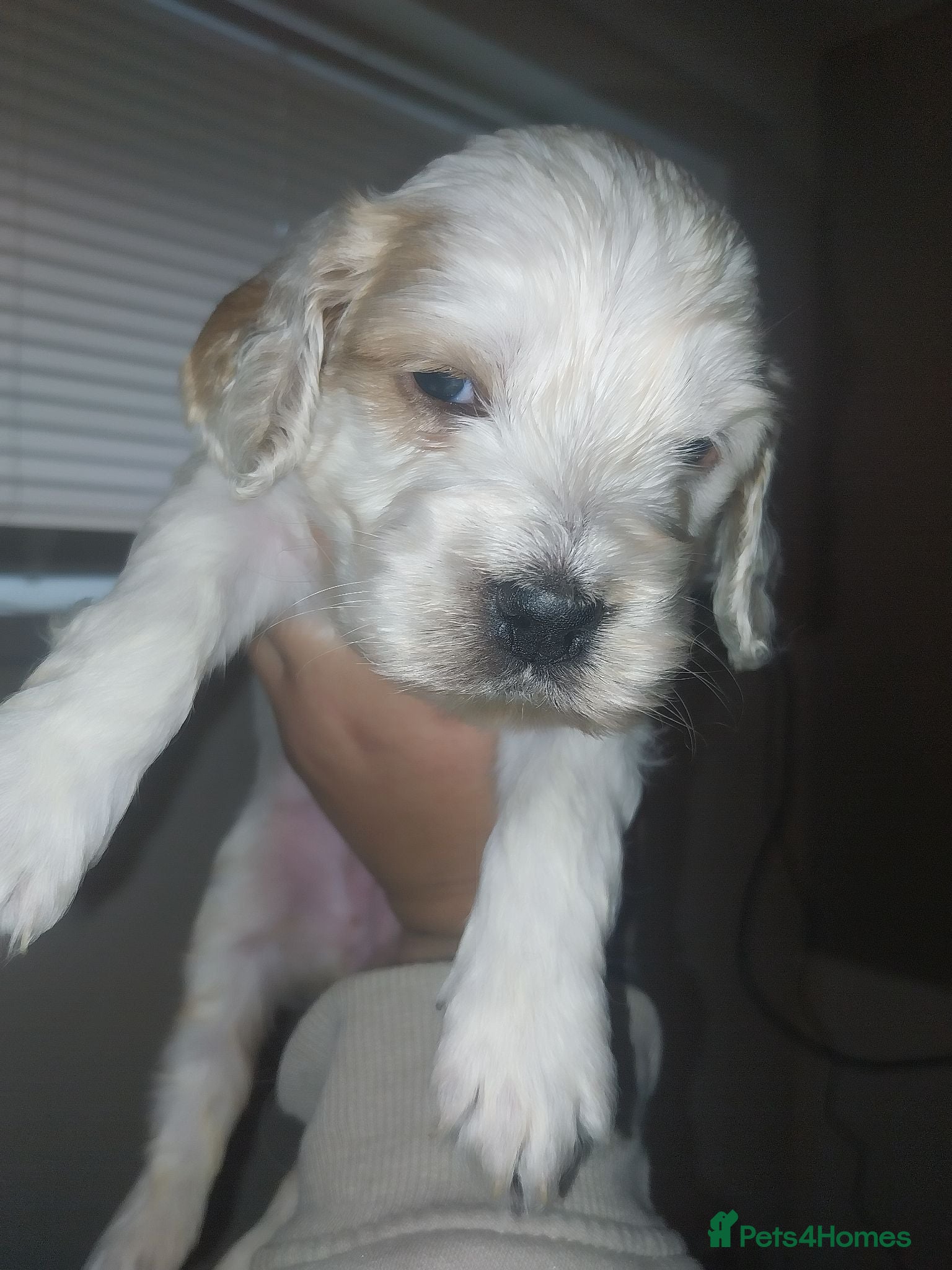 Cockapoo dogs F1B cockapoo puppies  - Advert 8