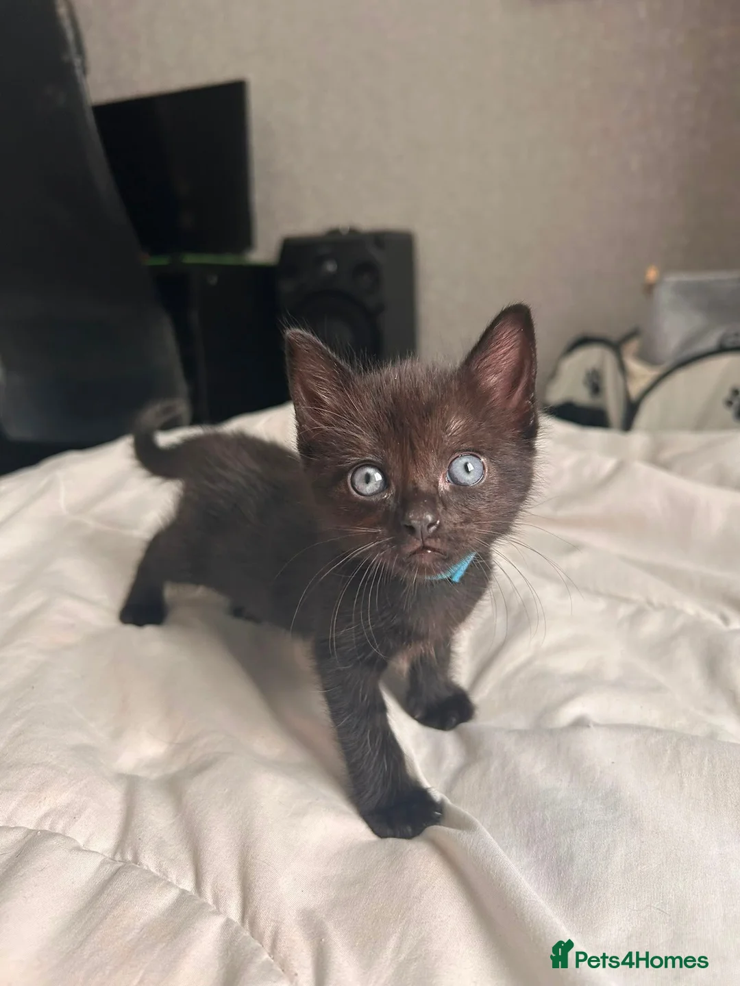 Mixed Breed cats for sale: Half rag dolls in Hull - Advert 1