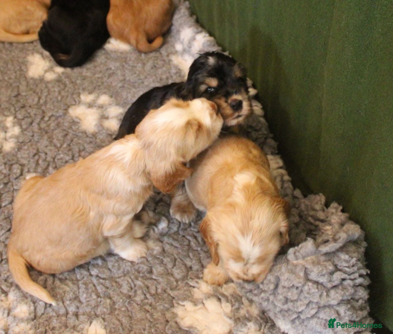 Cocker Spaniel dogs KC  Registered Show Cocker Spaniels - Advert 2