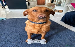 Labrador Retriever dogs for sale: Girl Labrador  - Image 11