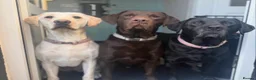 Labrador Retriever dogs for sale: KC Reg Fox Red / Blonde  Lab Puppies – Home Reared - Advert 21