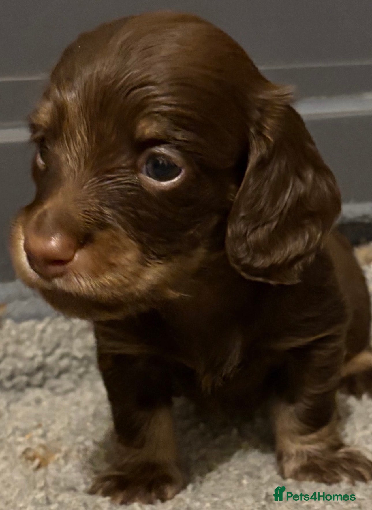 Miniature Dachshund dogs Beautiful long hair miniature dachshund pups - Advert 3