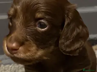 Miniature Dachshund dogs Beautiful long hair miniature dachshund pups - Advert 3