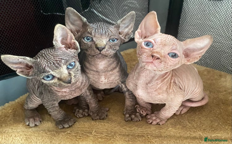 Sphynx cats - Advert 7