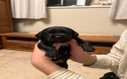 Springador dogs for sale: Springador Puppies for Sale  - Image 12