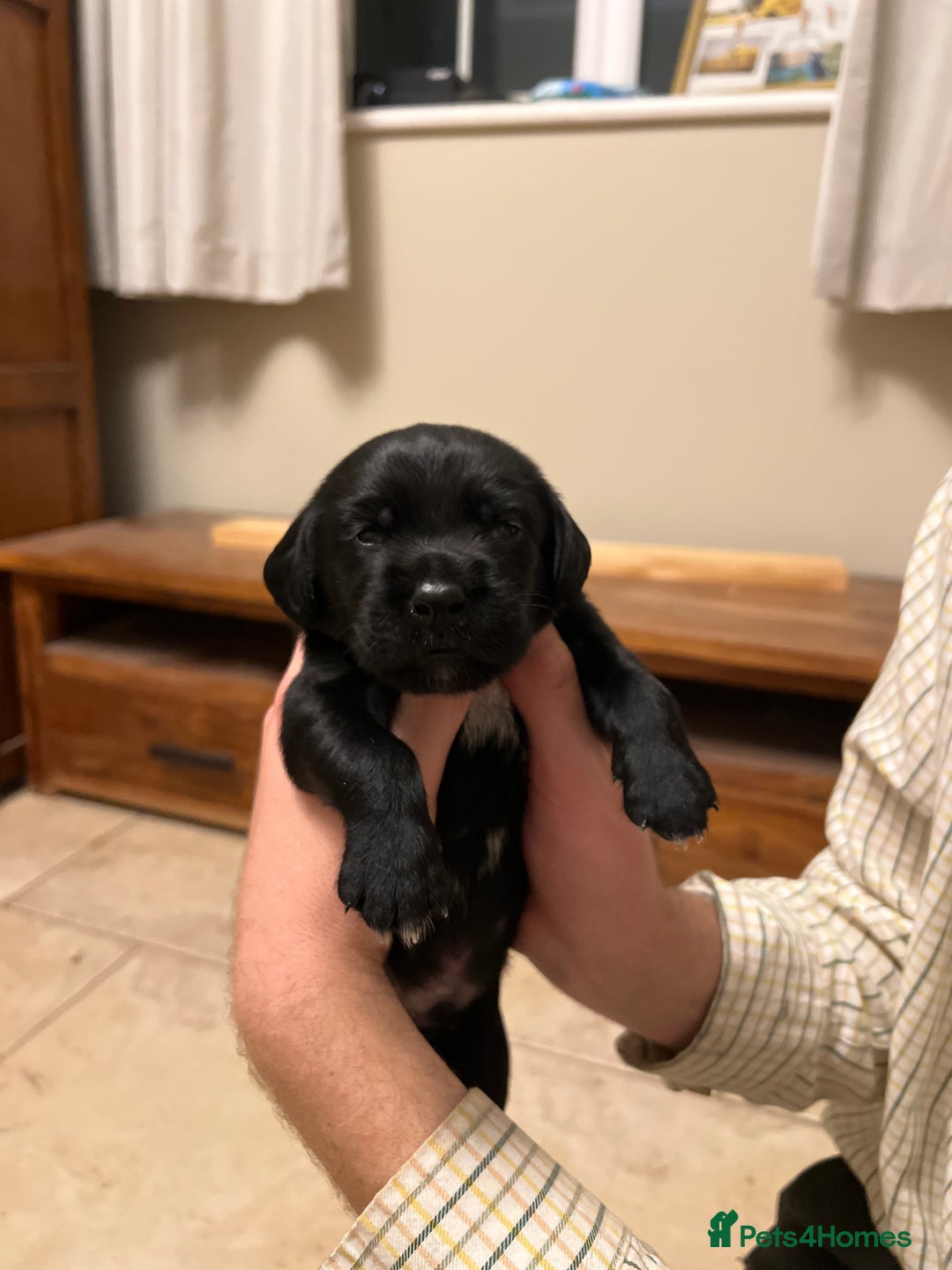 Springador dogs for sale: Springador Puppies for Sale  - Image 12