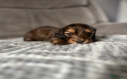 Miniature Dachshund dogs for sale: KC Longhaired Miniature Dachshunds  - Image 38