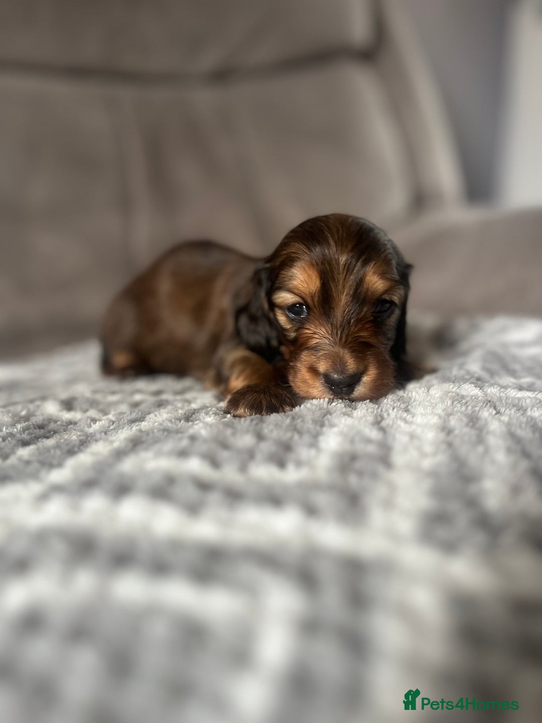 Miniature Dachshund dogs for sale: KC Longhaired Miniature Dachshunds  - Image 38
