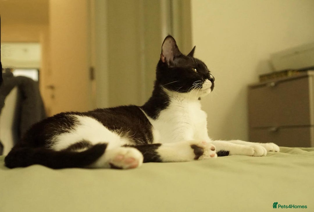 Mixed Breed cats for adoption: DAISY - SOFT GENTLE SPAYED KITTEN USED TO DOG - Advert 9