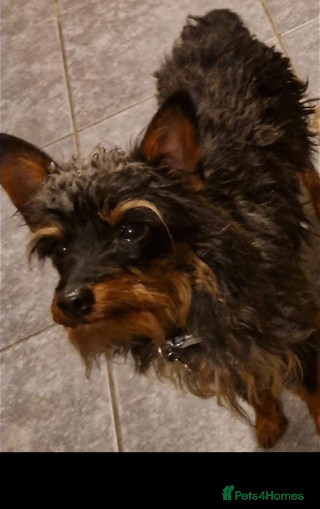 Mixed Breed dogs for sale: Ted the miniature toy poodle/pincher  - Image 3