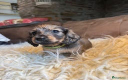 Miniature Dachshund dogs for sale: Beautiful Cream long haired Dachshunds  - Image 4