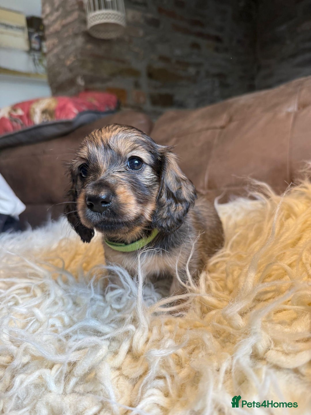 Miniature Dachshund dogs for sale: Beautiful Cream long haired Dachshunds  - Image 4