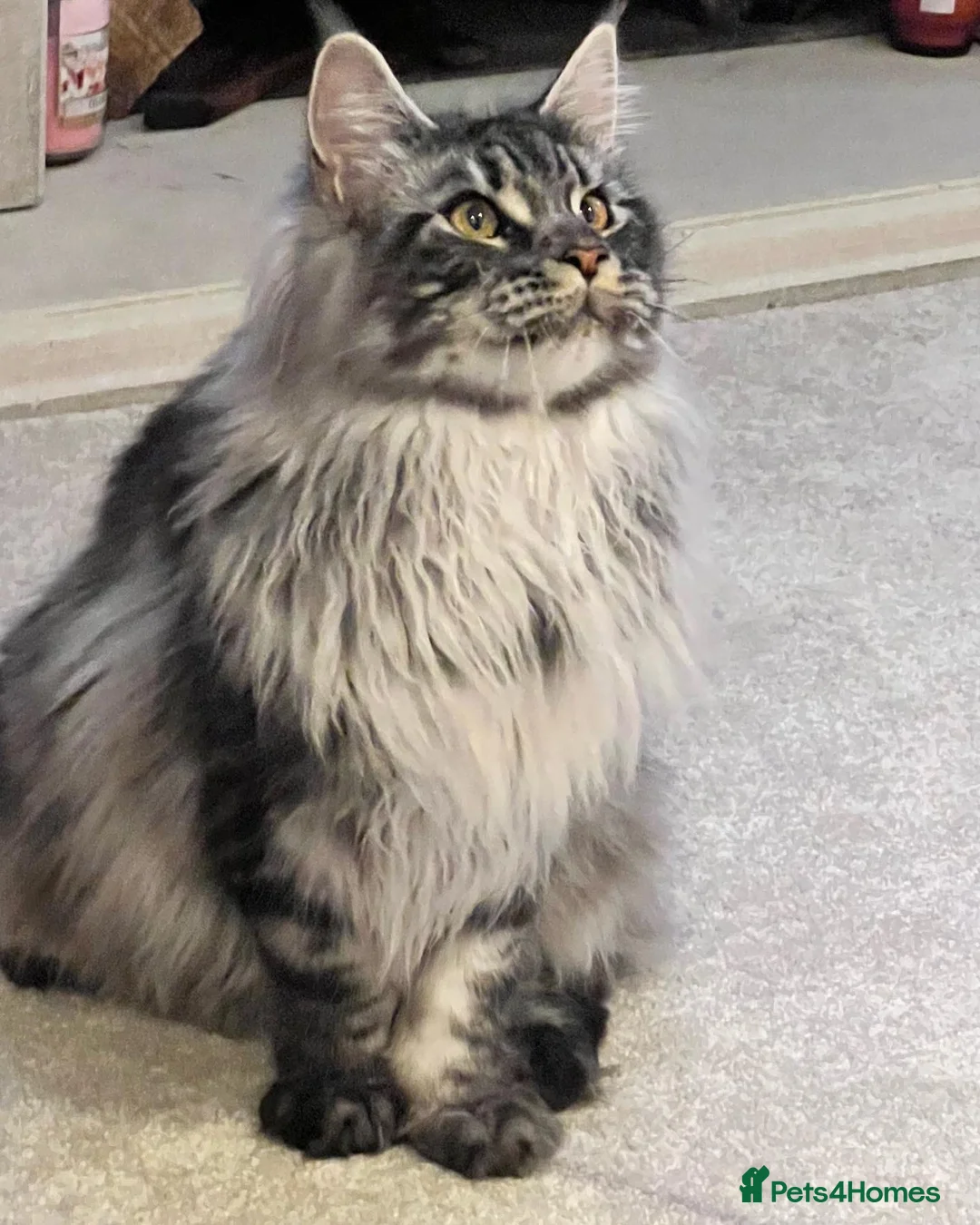 Maine Coon cats for stud: TICA/GCCF stud available + kittens available  in Brighouse - Advert 12