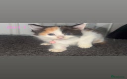 Mixed Breed cats for sale: Semi-longer hair calico  - Image 7