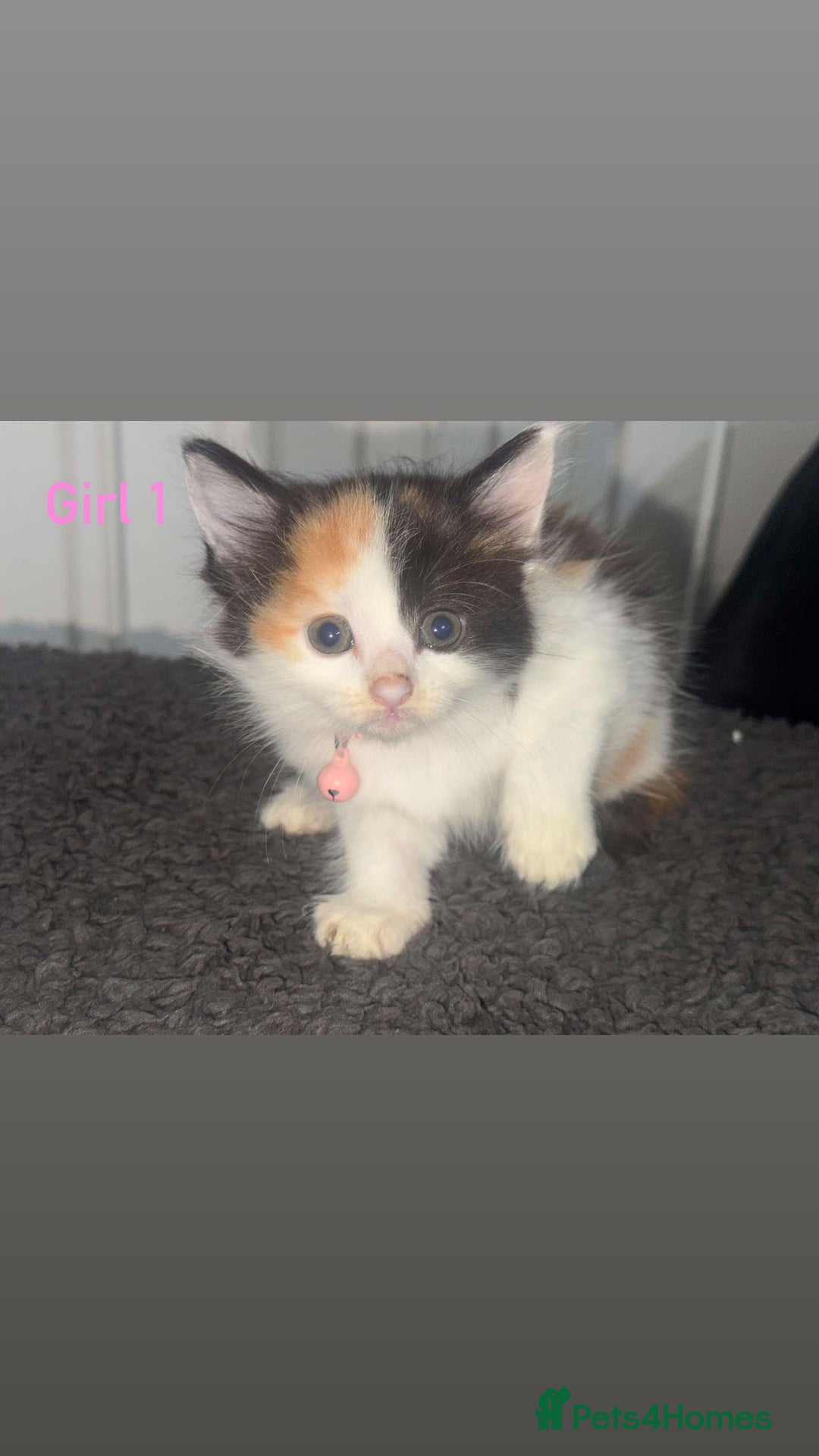 Mixed Breed cats for sale: Semi-longer hair calico  - Image 7
