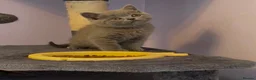 British Shorthair cats for sale: Blue British Shorthaired kittens 😺🐾 - Advert 4