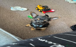 Mixed Breed dogs for sale: Chorkie Puppy  - Advert 1