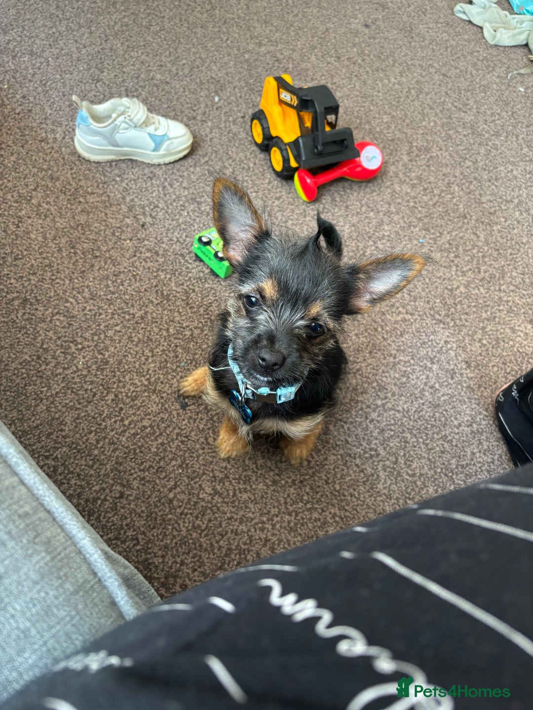 Mixed Breed dogs for sale: Chorkie Puppy  - Advert 1