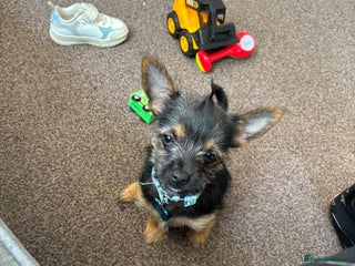 Mixed Breed dogs Chorkie Puppy - Advert 1