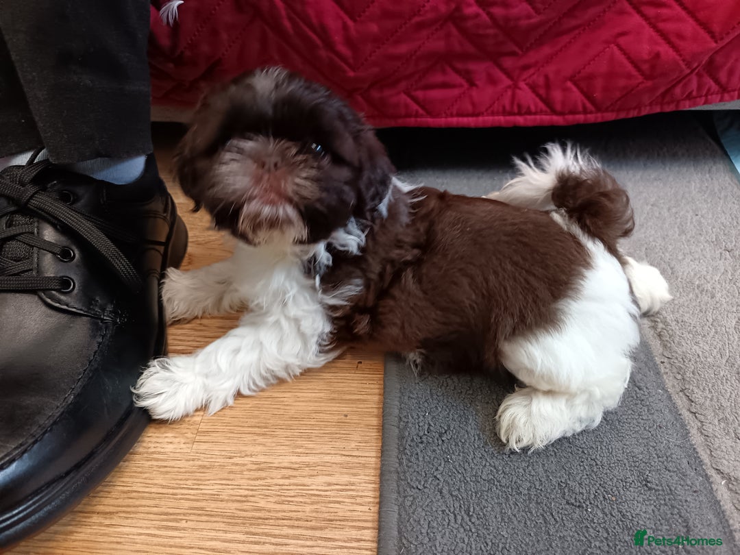 Chocolate Shih Poo Adults Imperial Dog Shih Tzu Small Size Mini