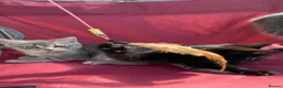 Mixed Breed cats for sale: 3 girl kittens- 2 grey & 1 black  - Advert 11