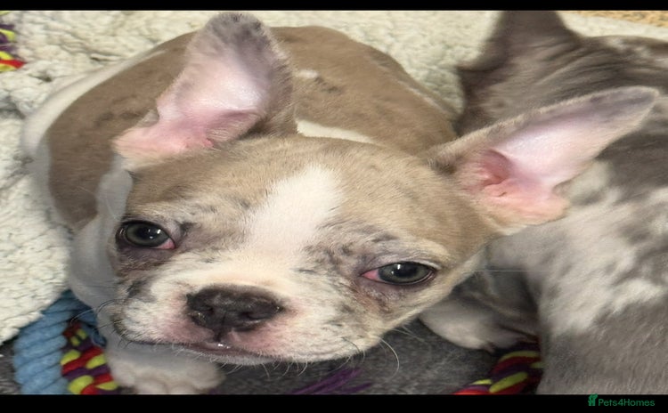 French Bulldog dogs - Advert 9