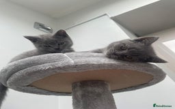 British Shorthair cats for sale: Beautiful litter of British blues  - Image 2