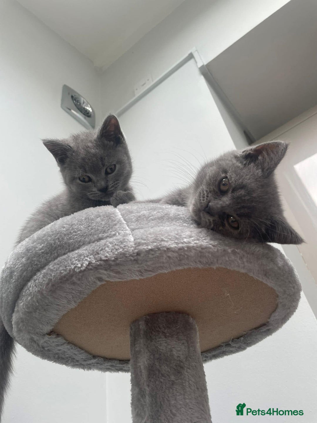 British Shorthair cats for sale: Beautiful litter of British blues  - Image 2