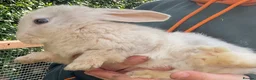 Mini Lop rabbits for sale: X5 Mini Lop Bunnies in Wednesbury - Advert 17