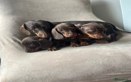 Miniature Dachshund dogs for sale: Charming Miniature Dachshund Puppies 2 Girls 1 Boy - Image 12