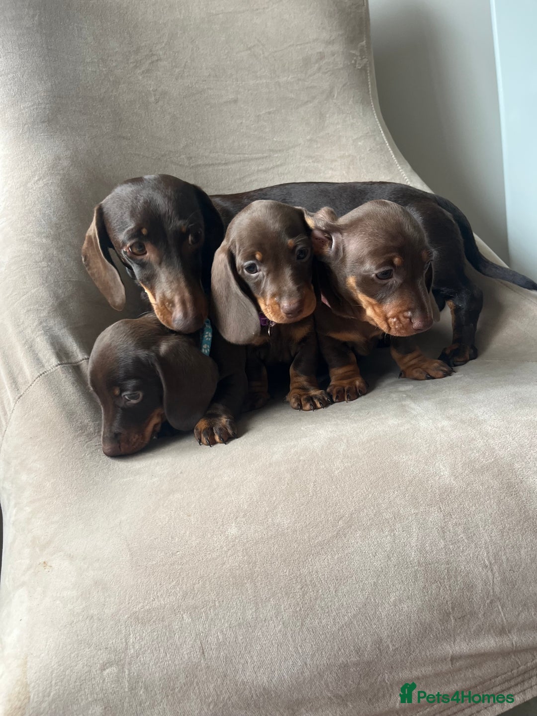 Miniature Dachshund dogs for sale: Charming Miniature Dachshund Puppies 2 Girls 1 Boy - Image 12