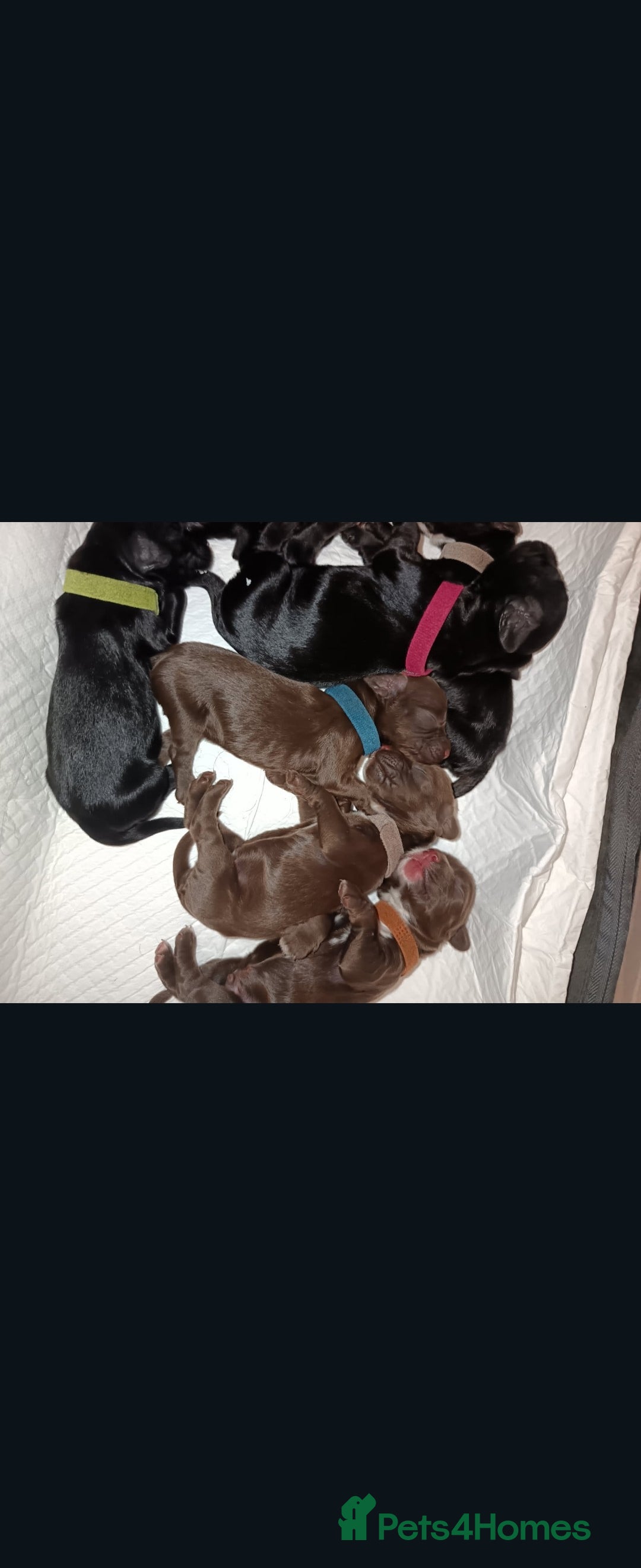 Cocker Spaniel dogs for sale: Cocker Spaniel Puppies (Leave December 1st🎄🐕💖) - Image 1