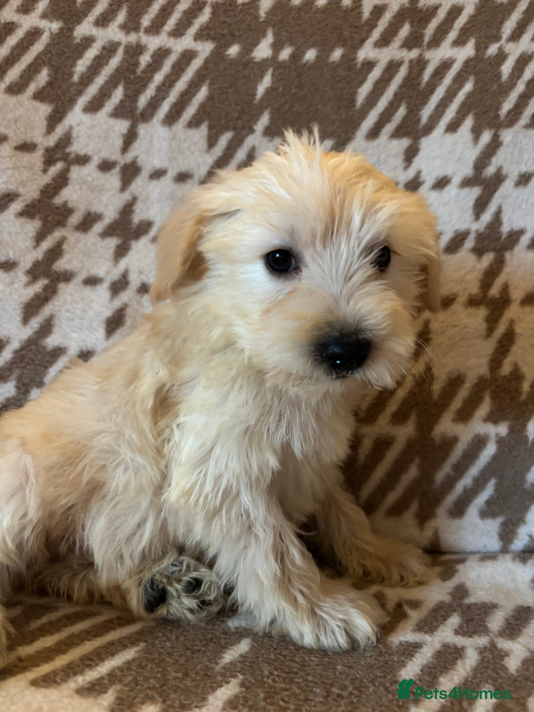 Mixed Breed dogs for sale: Truly special Schnoodle pups *unique colouring* - Advert 19