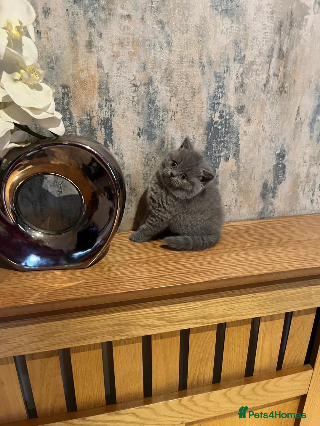 British Shorthair cats for sale: Beautiful 6 week old female bsh - Advert 2