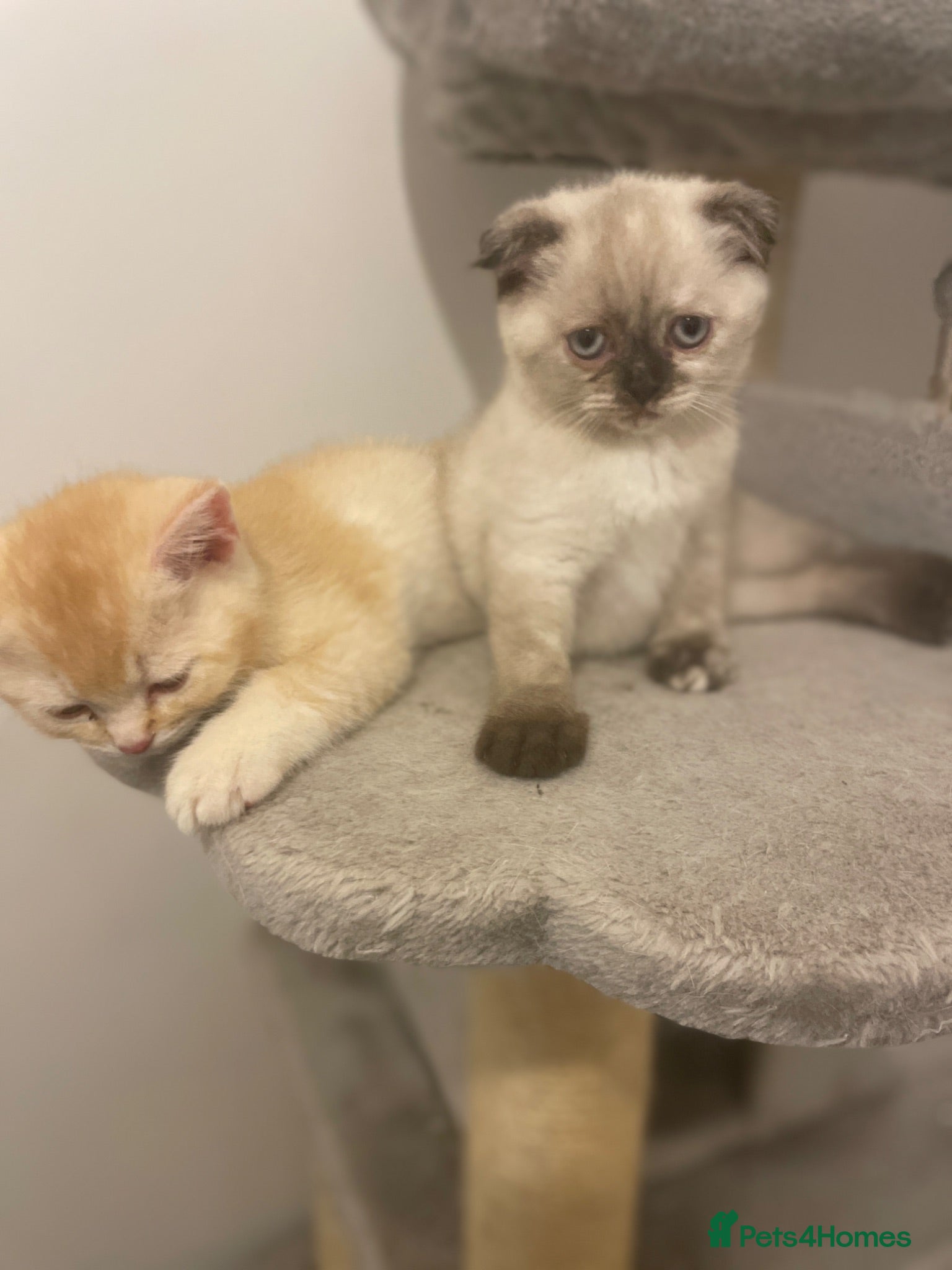 Scottish Fold cats     Meet Our 4 Sweet Scottish Fold Kittens - Advert 18