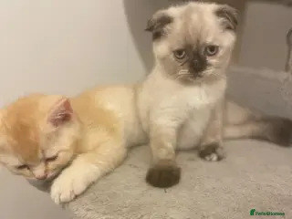 Scottish Fold cats Meet Our 4 Sweet Scottish Fold Kittens - Advert 18