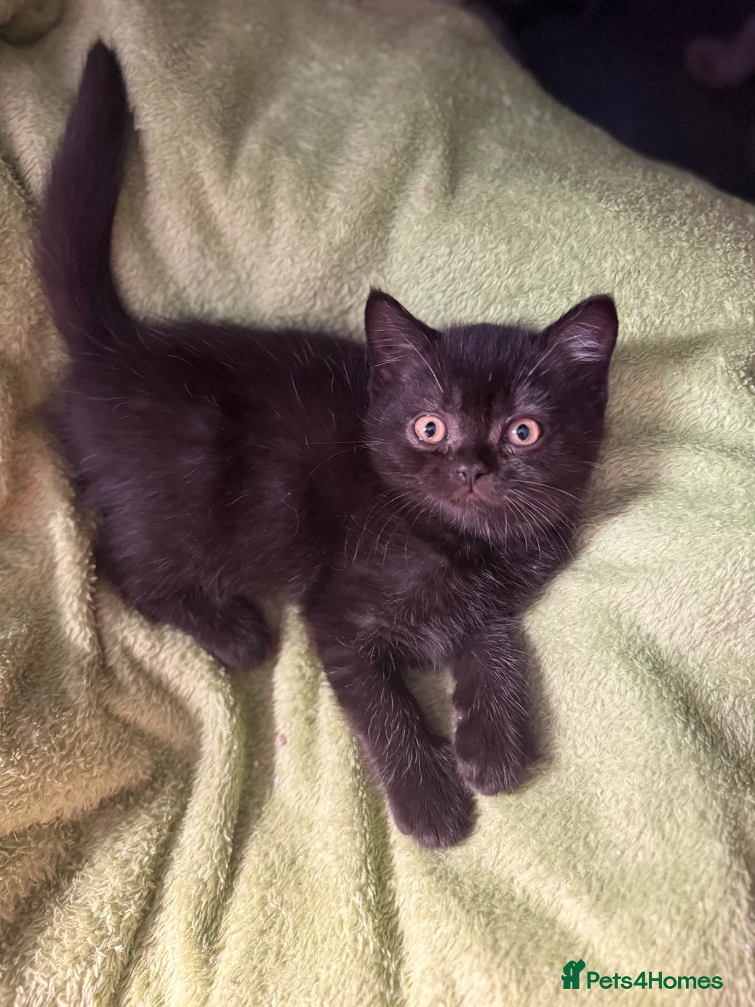 British Shorthair cats for sale: Supreme Champion Line British Shorthair Kittens - Advert 23
